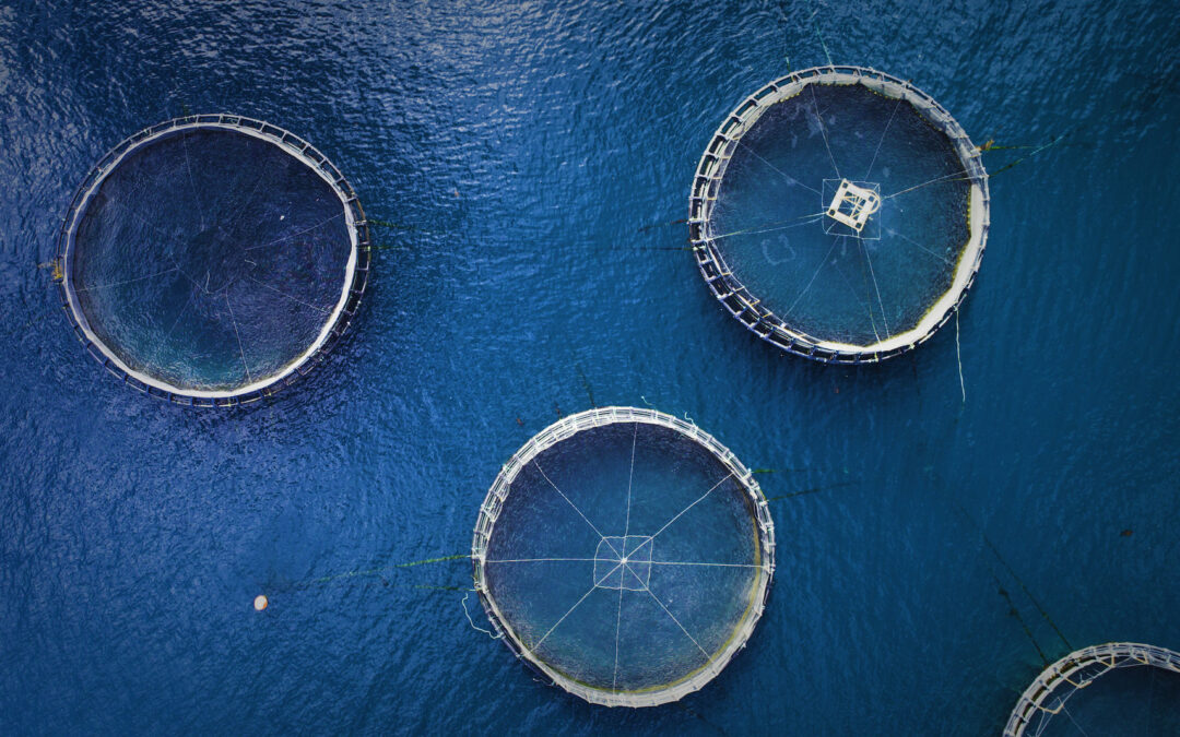 Looking to the Ocean – What is the Role of the Water Farmer in the Future of Food Security?