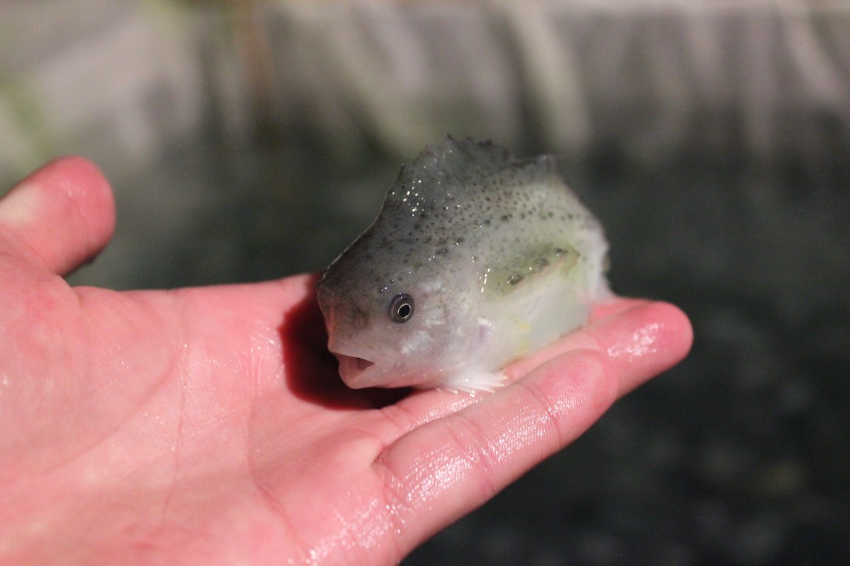 Lumpsucker Fish Consulting for Aquaculture
